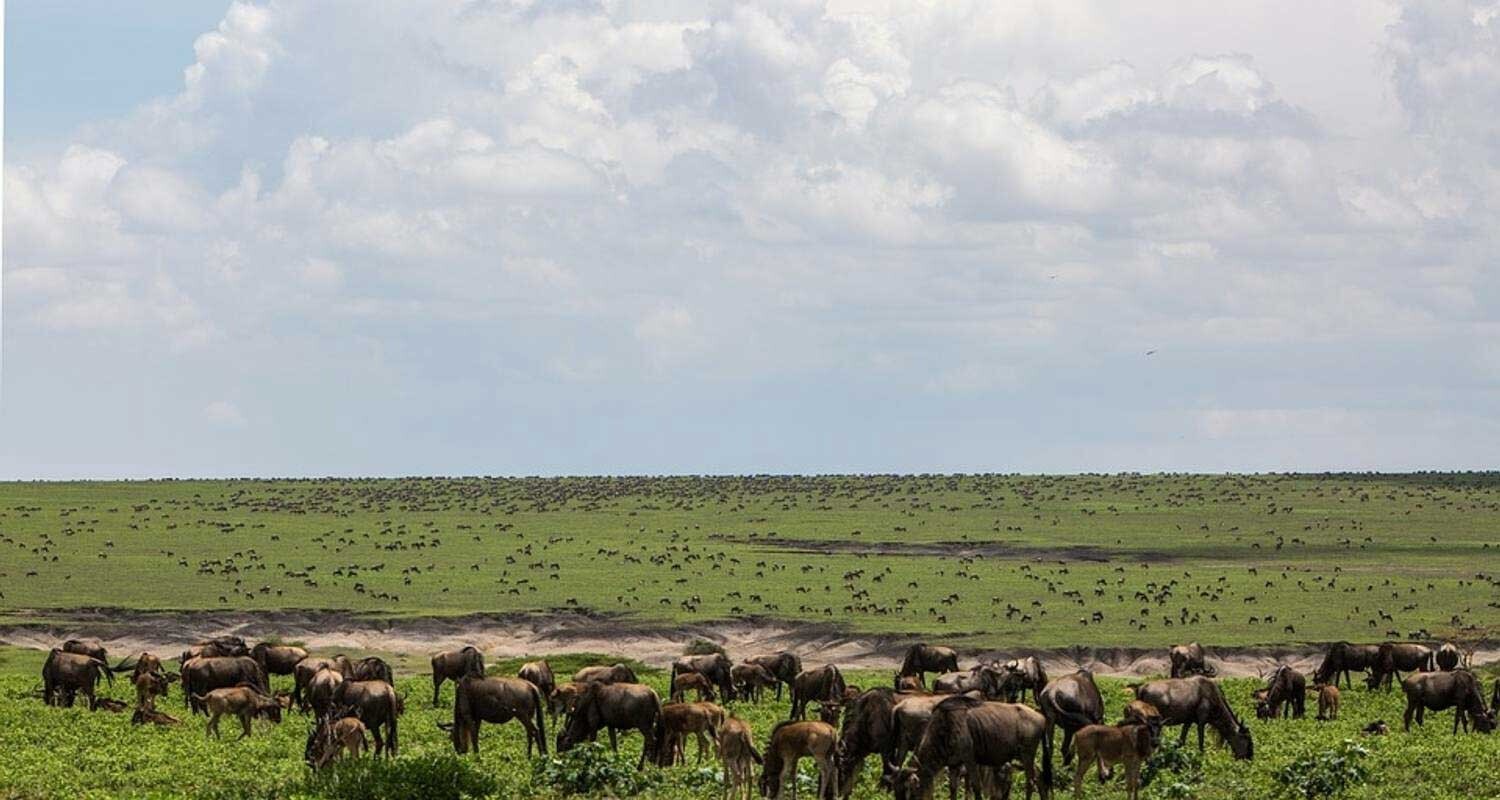 3 day winter great migration serengeti ngorongoro trip
