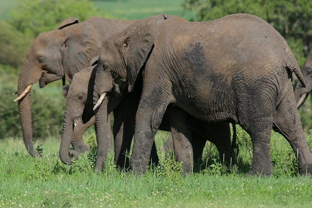 7523944 elephant 6877670 640