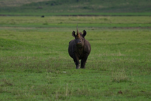 7523944 rhino 7375288 640
