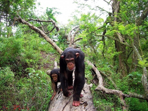 A lifetime experience in Nyungwe Forest National Park