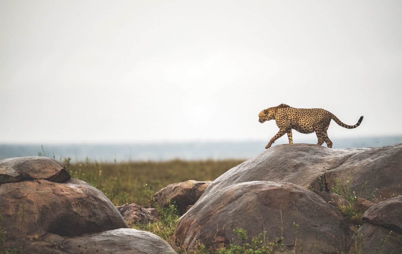 Cheetah at Serengeti Kopje 1536x970 1