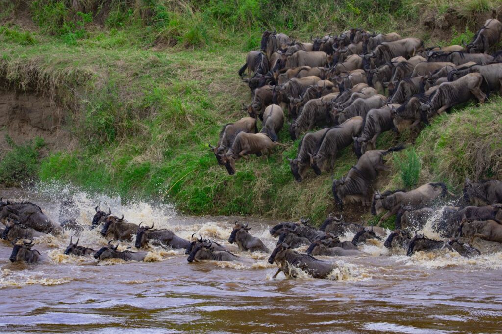 6 Days Northern Serengeti