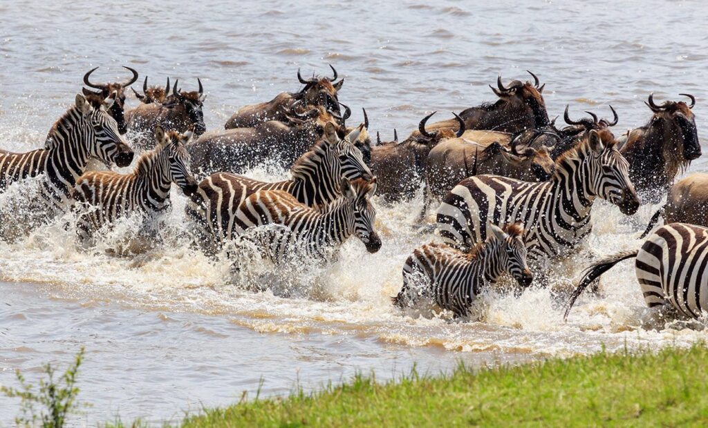 Best Time to Visit Tanzania for a Safari 4 R 2026 02 21T172028.114