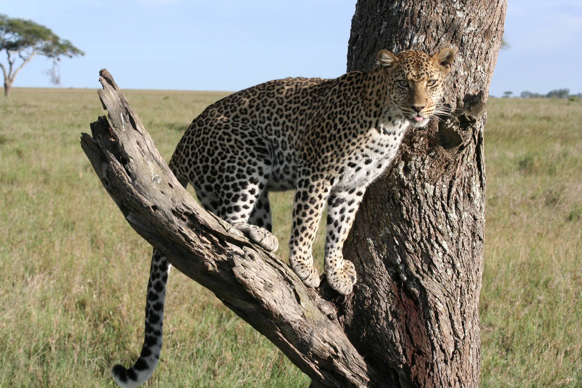 Serengeti National Park Leopard 23 1