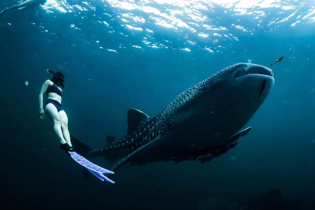 Swimming With Whale Sharks on Mafia Island 1
