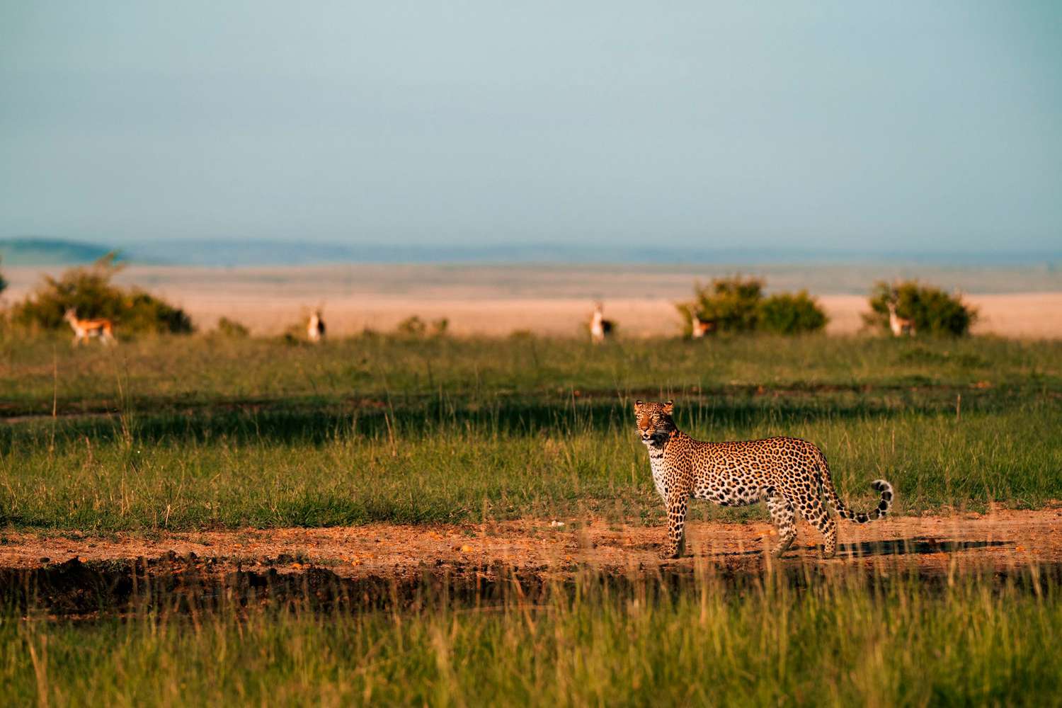 TAL alluring africa 01 SAFARILODGESANDOUTFITTERSWB24 700ff1d8f1b24727916d088c26c6b3bd