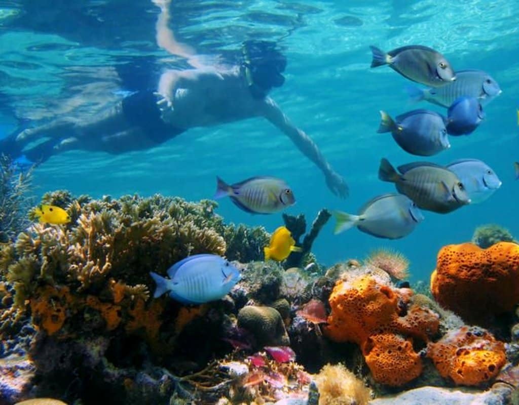 chumbe island coral snorkle