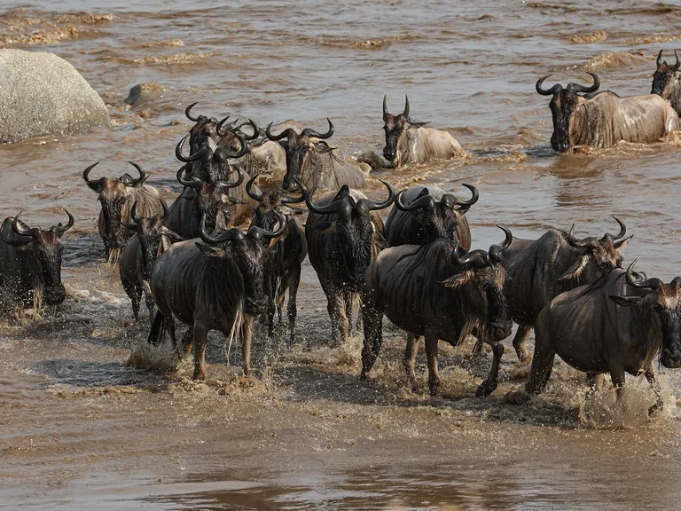 fly-in to Mara river Crossing