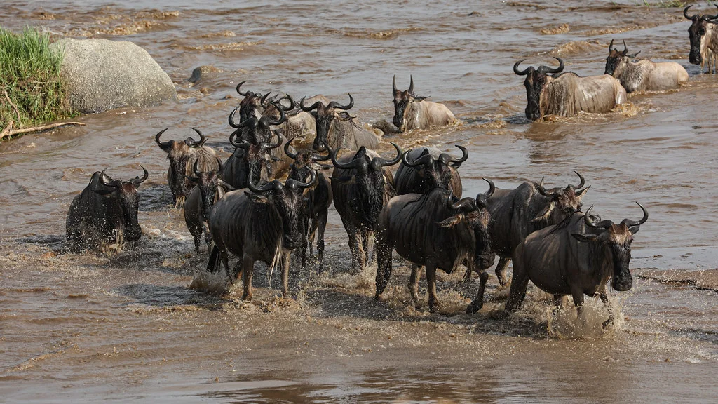 fly-in to Mara river Crossing