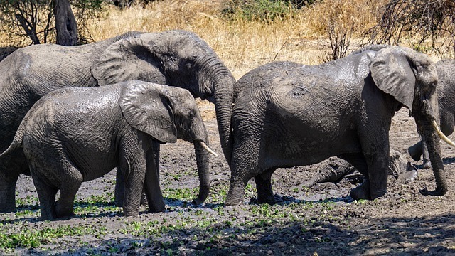 Best Time to Visit Tanzania for a Safari 3 jurgen bierlein elephant 7505765 640