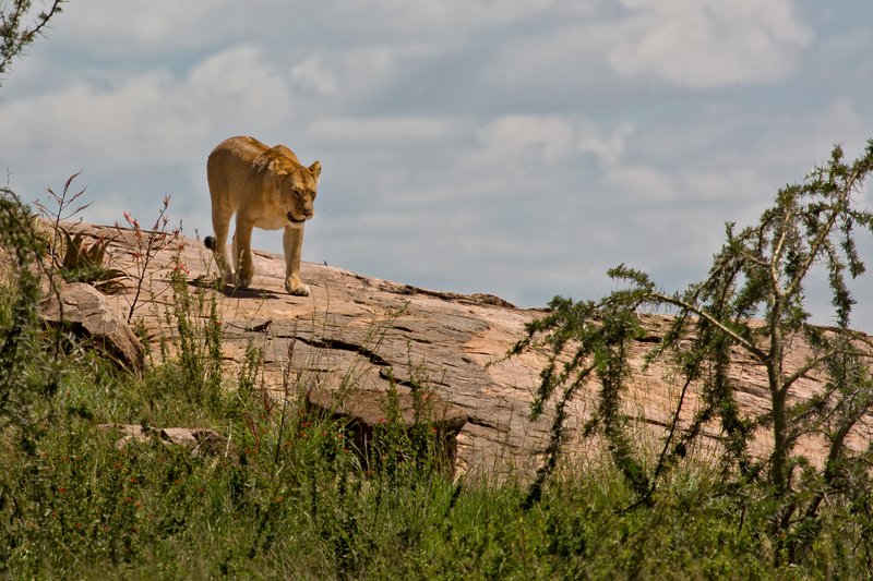 large Lions at Gol Kopjes 9 3