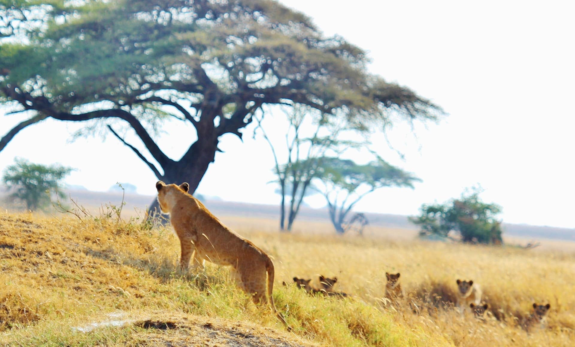 lion g8f94d7150 1920