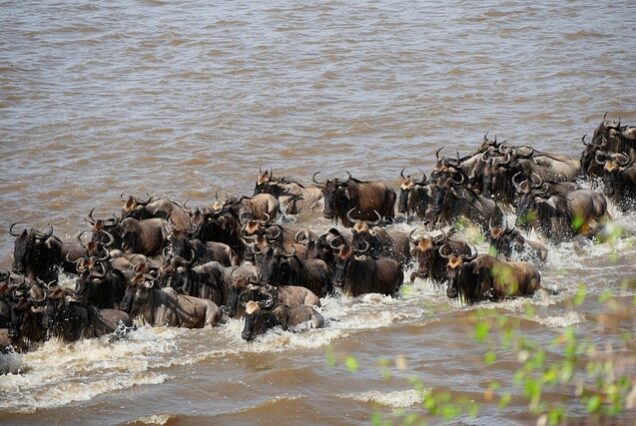 Serengeti Migration