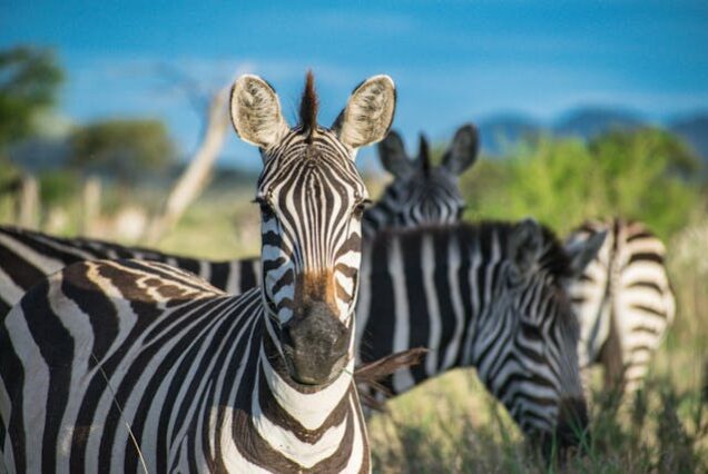 Western Serengeti Safari