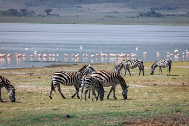 7 Days Trip to Tanzania