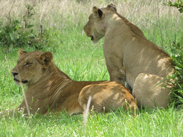 raymkindo lion 5913152 640