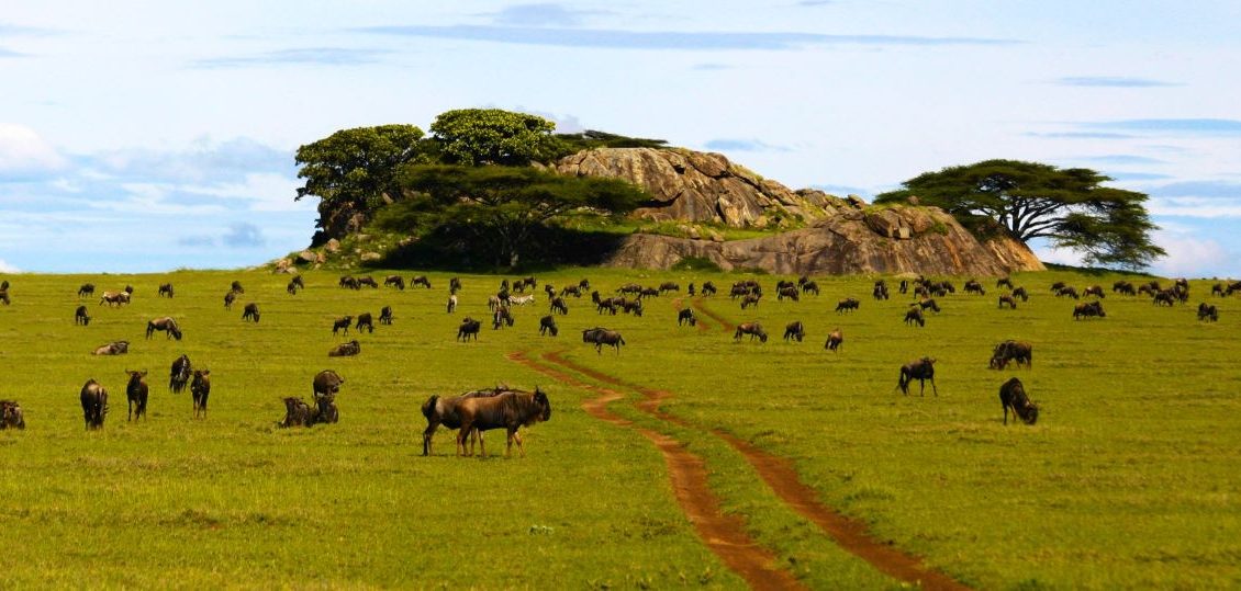 serengeti kopjes 1130x539 1