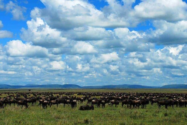 7 Days Central Serengeti Safari