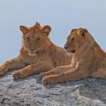 8 Days Northern Serengeti Safari