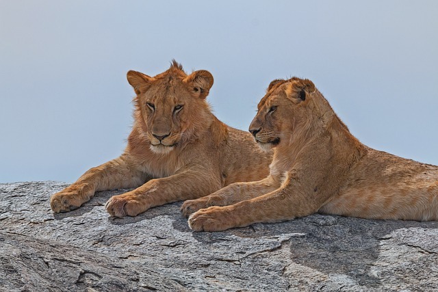 8 Days Northern Serengeti Safari