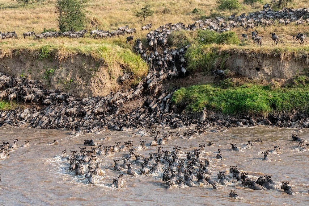 Migration Safaris