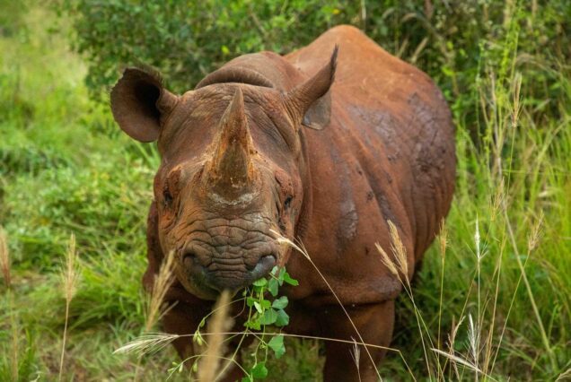 Tanzania Wildlife Safari