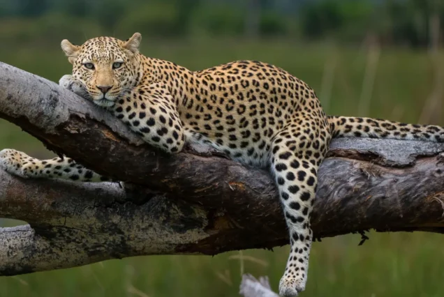 Safari en Tanzania 5 Días
