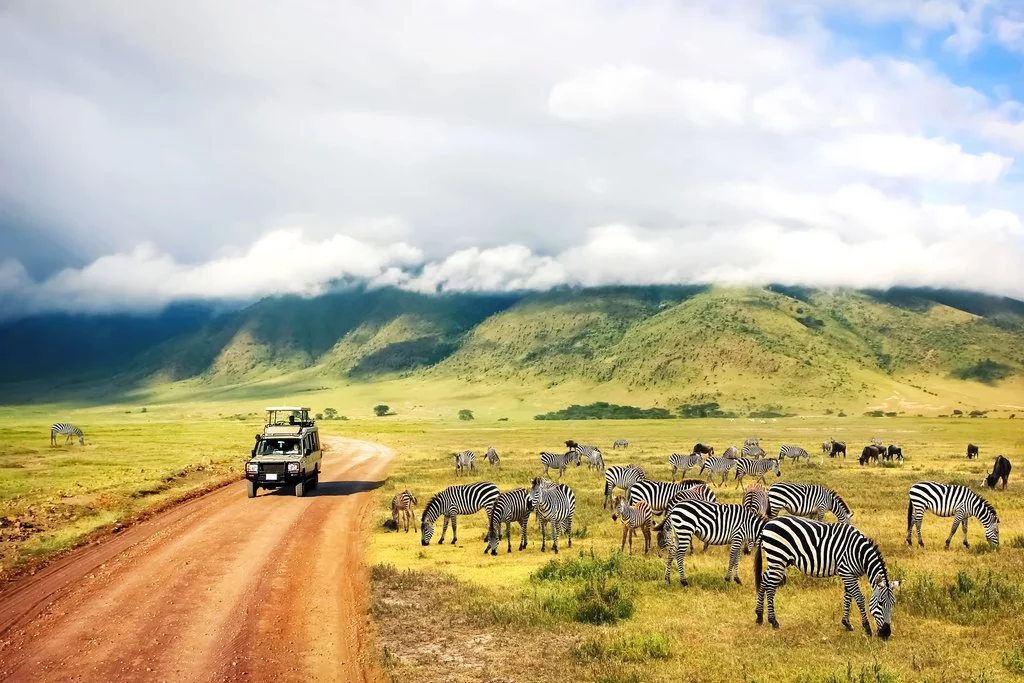 Zebra in Ngorongoro Crater
