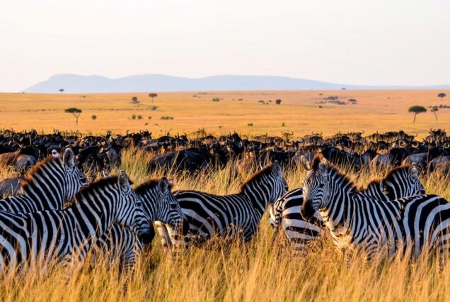 Safari en Tanzania de 7 Días