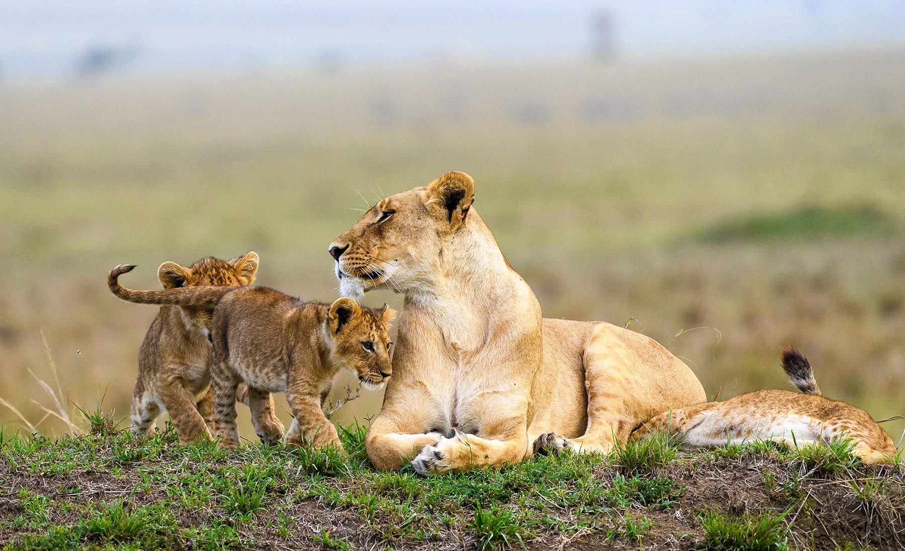 masai-mara-game-reserve-kenya-safari-tours-from-nairobi-jt-safaris-julius-safaris.webp
