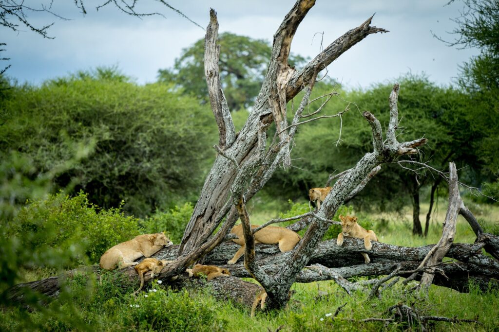 Lions In Ngorongoro scaled 1