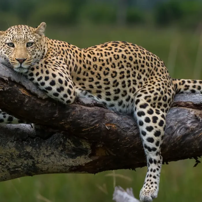 Leopard in serengeti