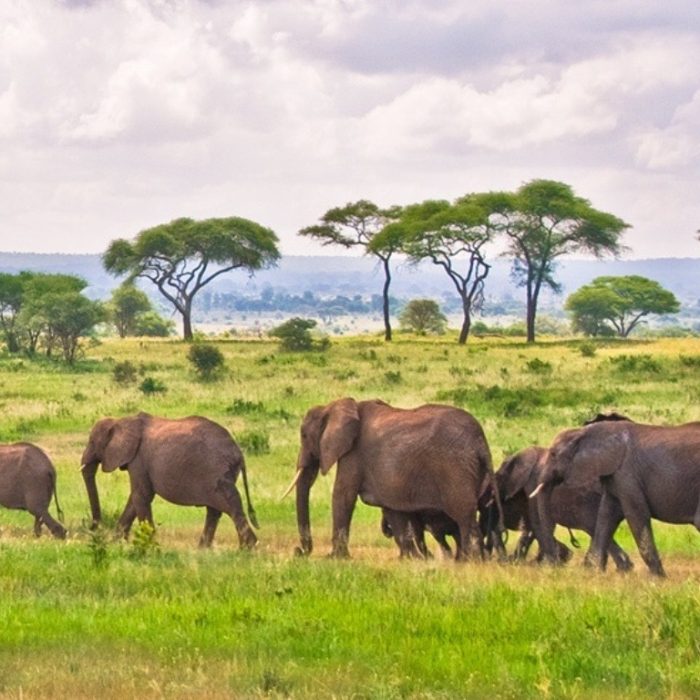 Elephant in tarangire national park