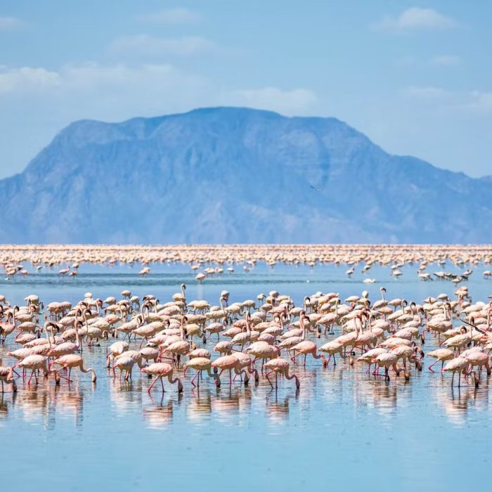 flamingoes-lake-natron-tanzania-timbktu-travel.jpg